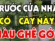 4 loại cây trồng trước cửa hứng lộc, 3 cây trồng sau nhà trấn giữ của cải, là những cây nào?