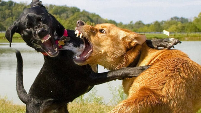 Người xưa bảo: ‘Đừng nuôi quá 2 con chó trong nhà’, nuôi 2 con chó trong nhà thì sao? Người xưa bảo: ‘Đừng nuôi quá 2 con chó trong nhà’, nuôi 2 con chó trong nhà thì sao?