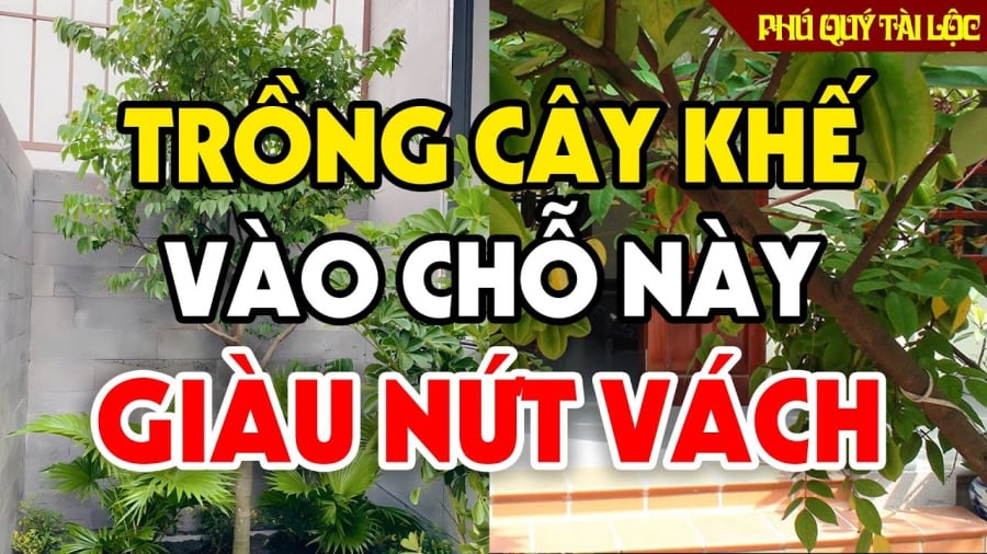 5 lưu ý trồng cây khế gia chủ Thu Tài Hút Lộc, tăng cường sức khỏe mỗi ngày