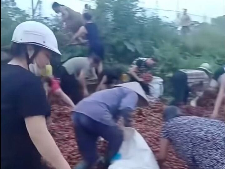Nhiều người dân lấy vải mang về. (Ảnh cắt từ clip)