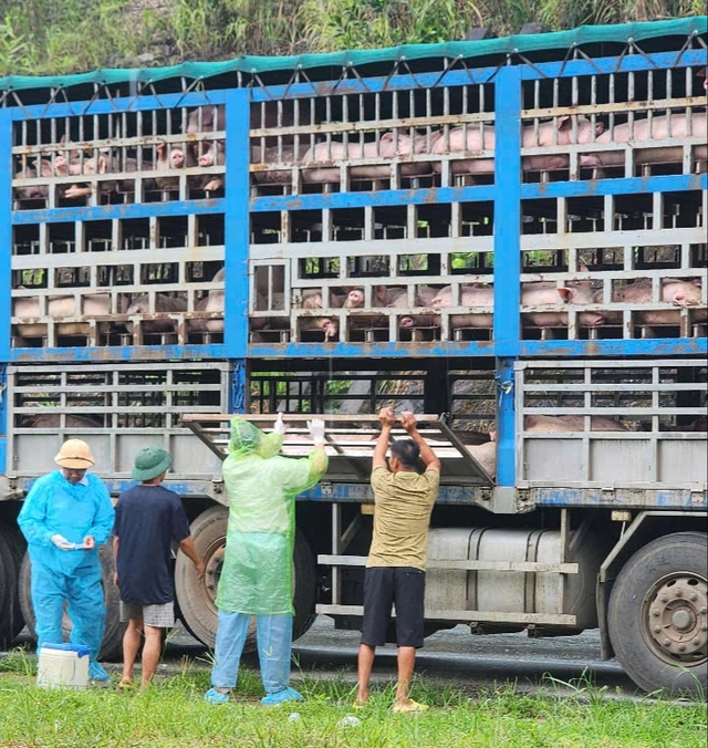 Công an chặn bắt xe tải chở đầy lợn nhiễm bệnh- Ảnh 1.